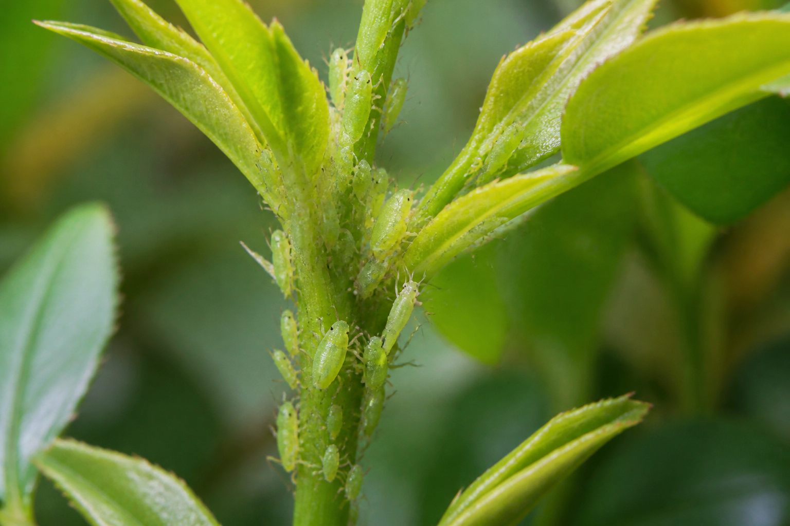 Pulgón: insectos verdes apiñados en un brote de planta
